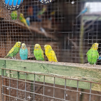 511156046_1237720361477521_5388424705320624090_n