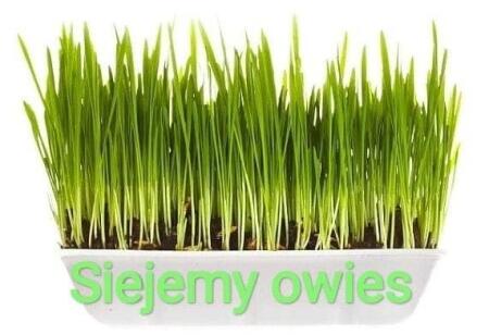 Siejemy owies