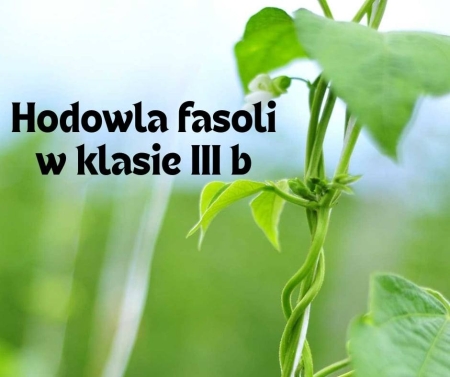 Hodowla fasoli w klasie III b